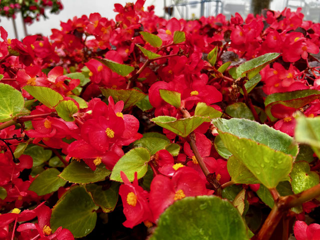 fiori begonia rossi