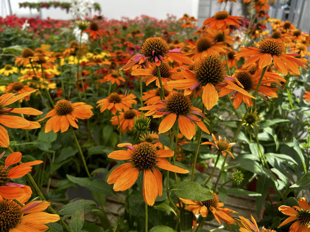 Fiori da piantare a luglio