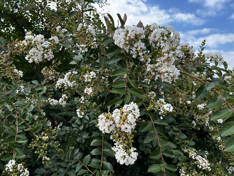 Fiori di settembre