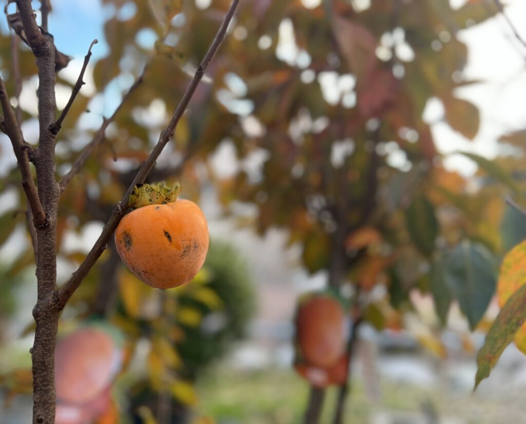 Alberi di frutta, Chachi