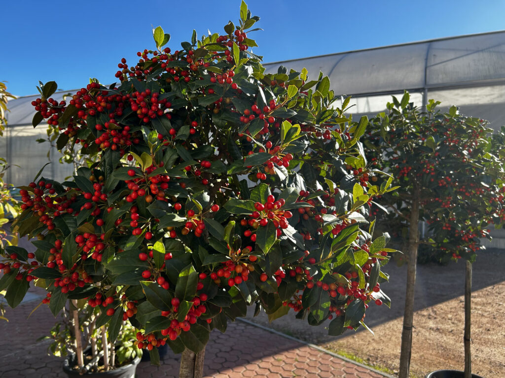 Piante invernali