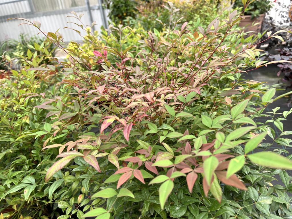 piante-autunno-nandina