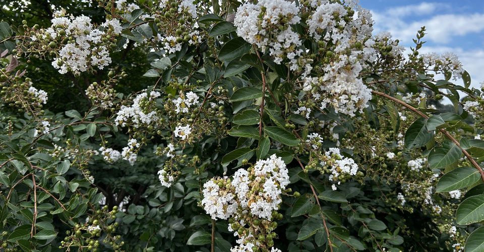 Fiori di settembre